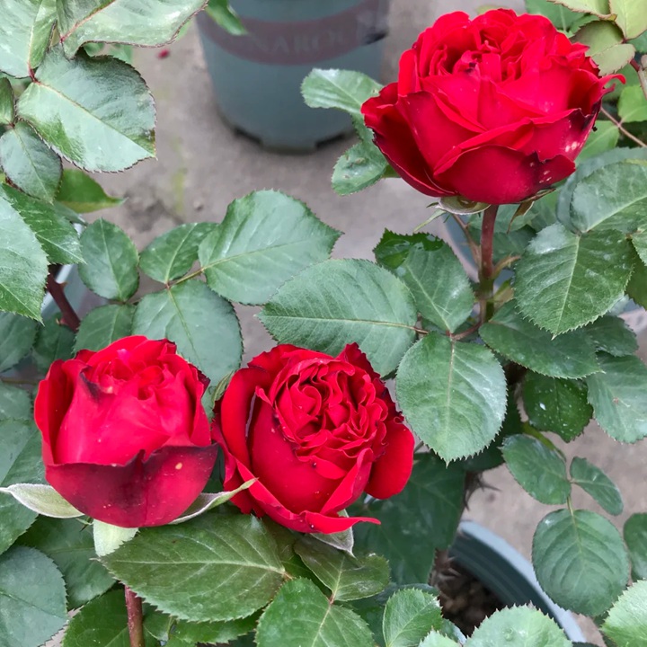 1727332221750631.jpg 月季茶花女优缺点分析