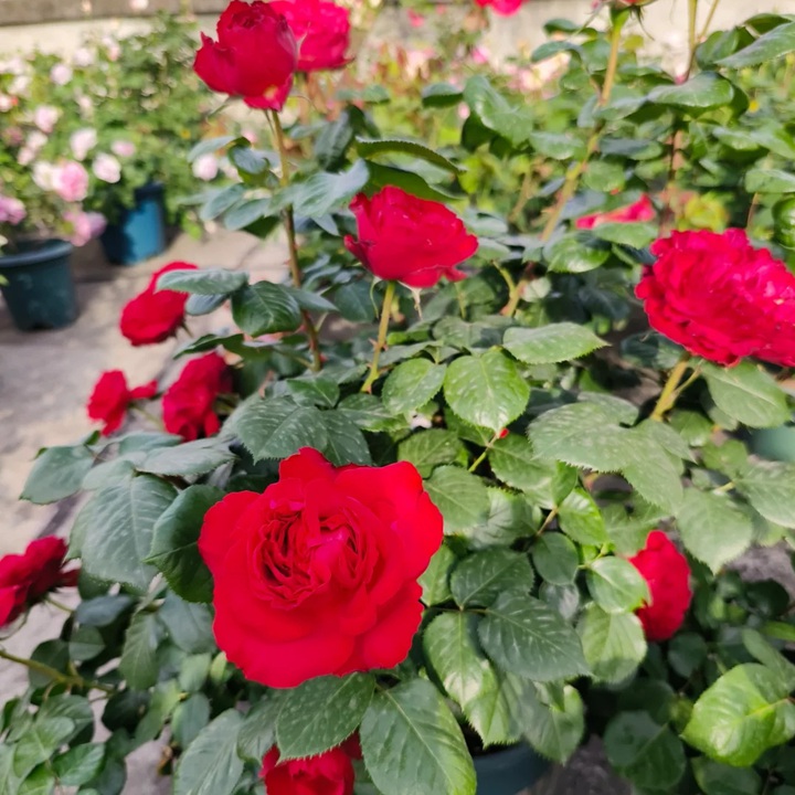 1727332221840394.jpg 月季茶花女优缺点分析