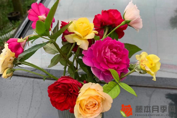 1727421087614318.jpg 香水月季多久浇一次水