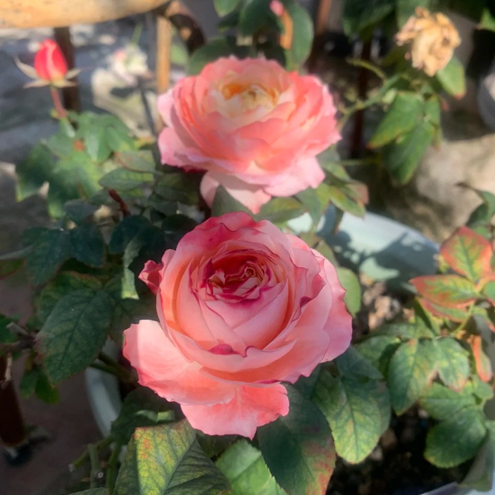 1727662619604003.jpg 樱花公主是短枝还是长枝开花