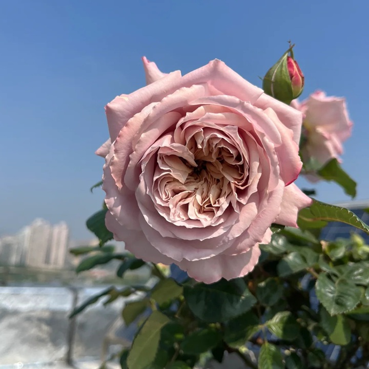 1727664418498505.jpg 清泠