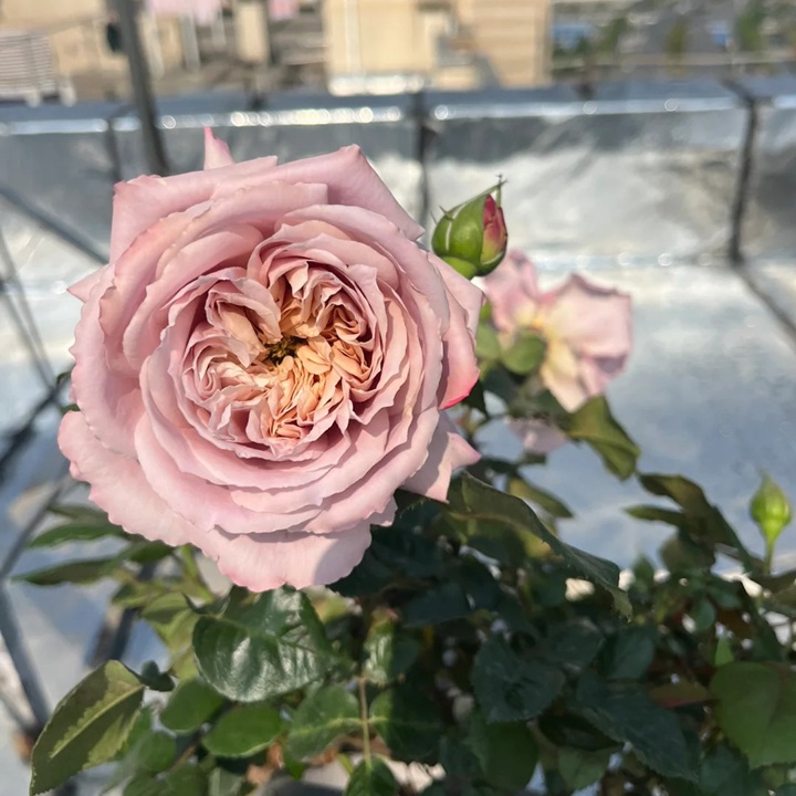 1727664418731885.jpg 清泠