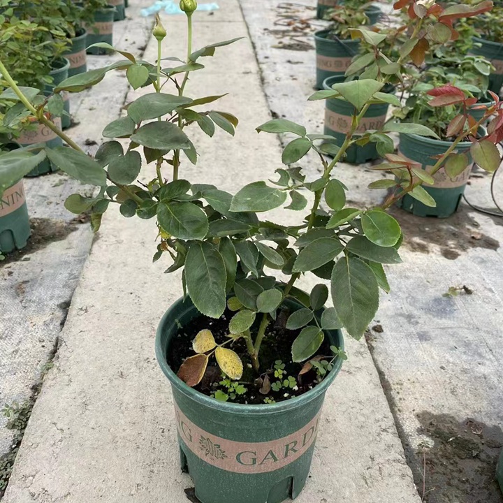 月季根接苗和嫁接苗如何选(有何区别) 月季扦插苗好还是根接苗好