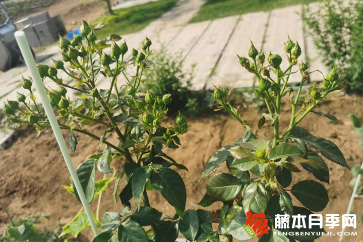 海葵 海葵月季有什么特点