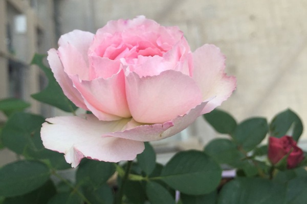 1544153238452340.jpg 伊芙唯一是强香还是弱香