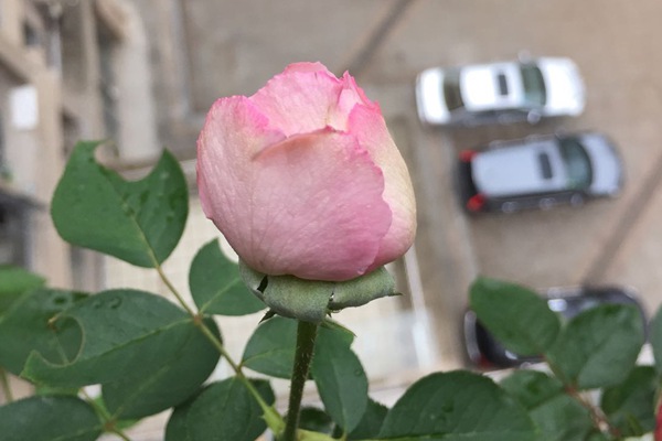 1544153238527812.jpg 伊芙唯一是强香还是弱香