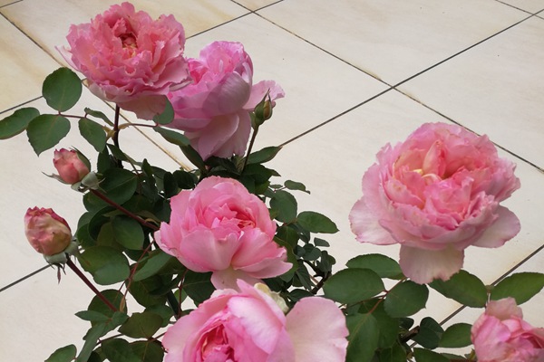 1544153238728251.jpg 伊芙唯一是强香还是弱香
