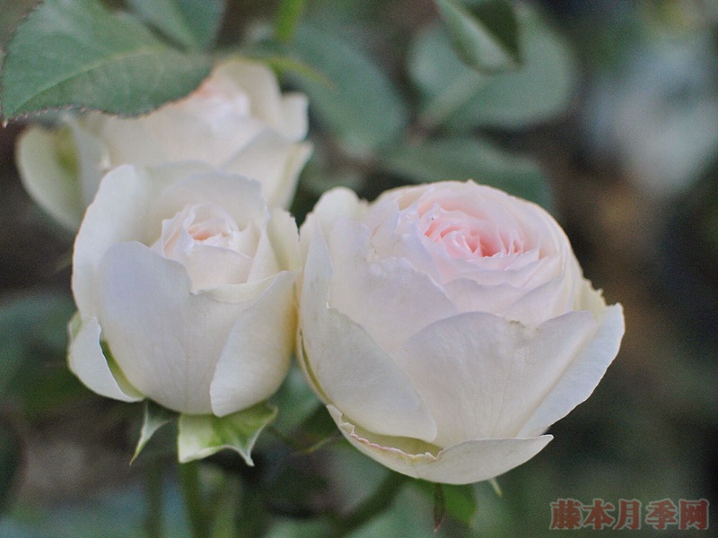 1728094578945669.jpg 朵蕾和陶瓷蕾丝月季的区别