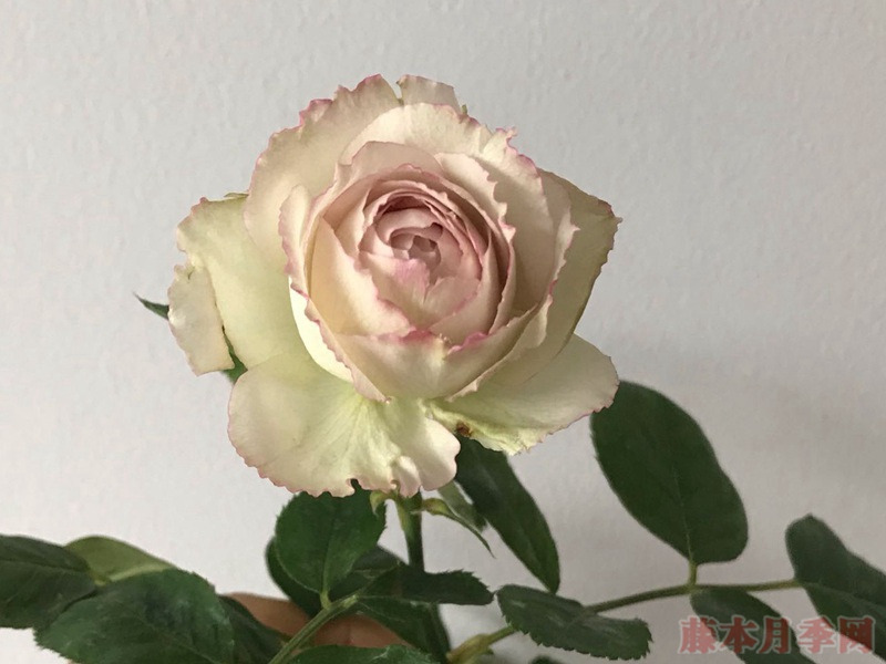 1728095188287931.jpg 蕾丝系列月季品种都有哪些