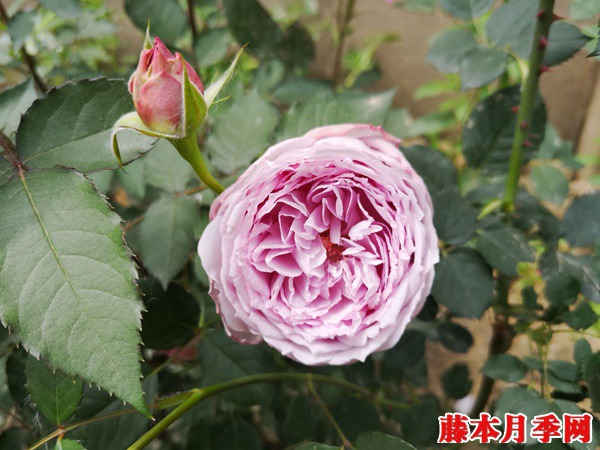 1728264542484254.jpg 青金石和蓝月石月季哪个好