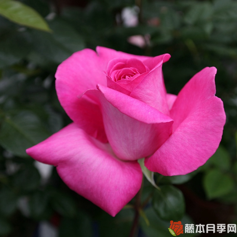 1728285881846812.jpg 淑女月季一年开几次花