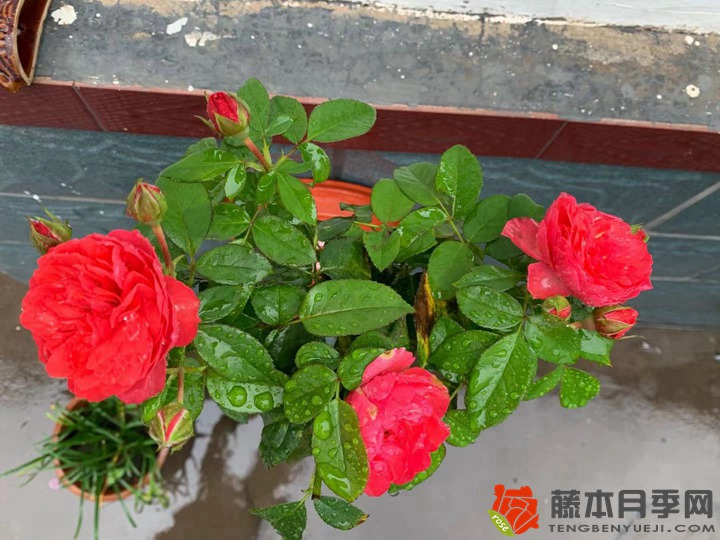1728287784979807.jpg 六月室外种月季可以吗