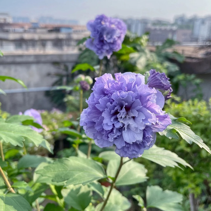 1728350727954956.jpg 木槿蓝莓冰沙和紫玉哪个好看
