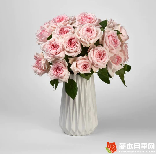 1728351271631553.jpg 仁美公主月季最建议买吗