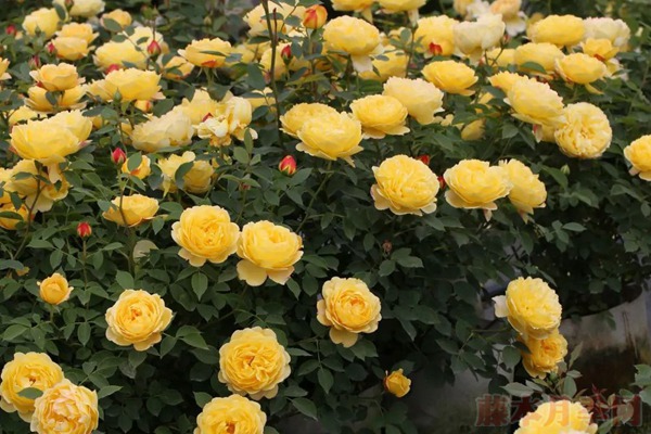 1728352447457801.jpg 月季倾慕值得入手吗