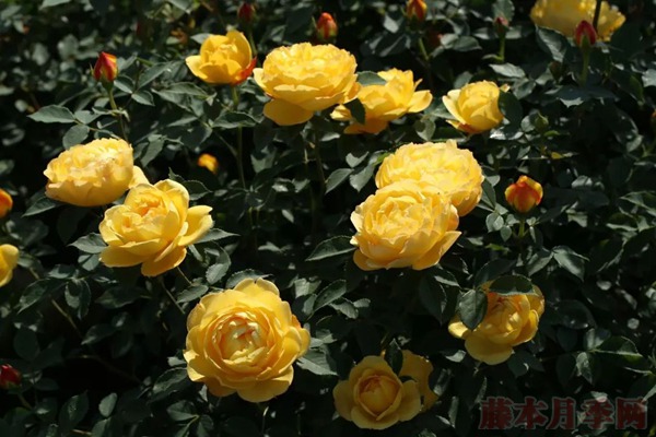 1728353628347907.jpg 月季倾慕和夏洛特夫人哪个好