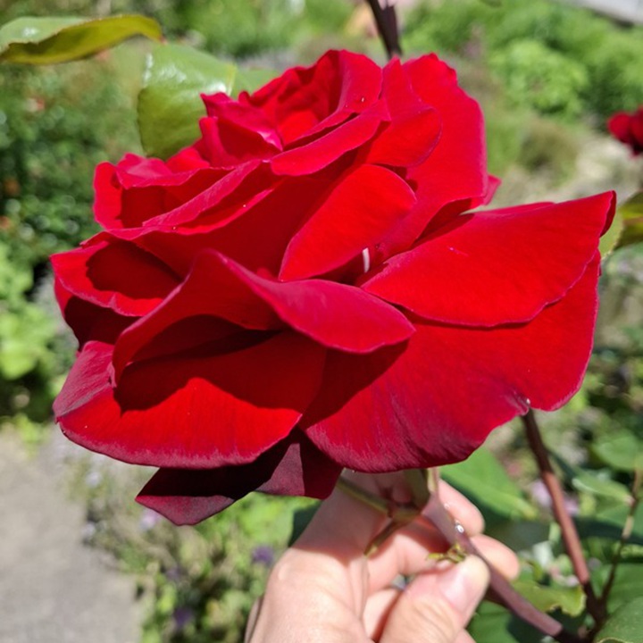 1728438515860656.jpg 红与黑 Le Rouge et Le Noir