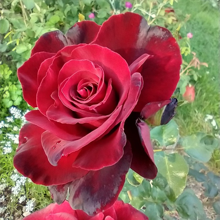 1728438515861302.jpg 红与黑 Le Rouge et Le Noir