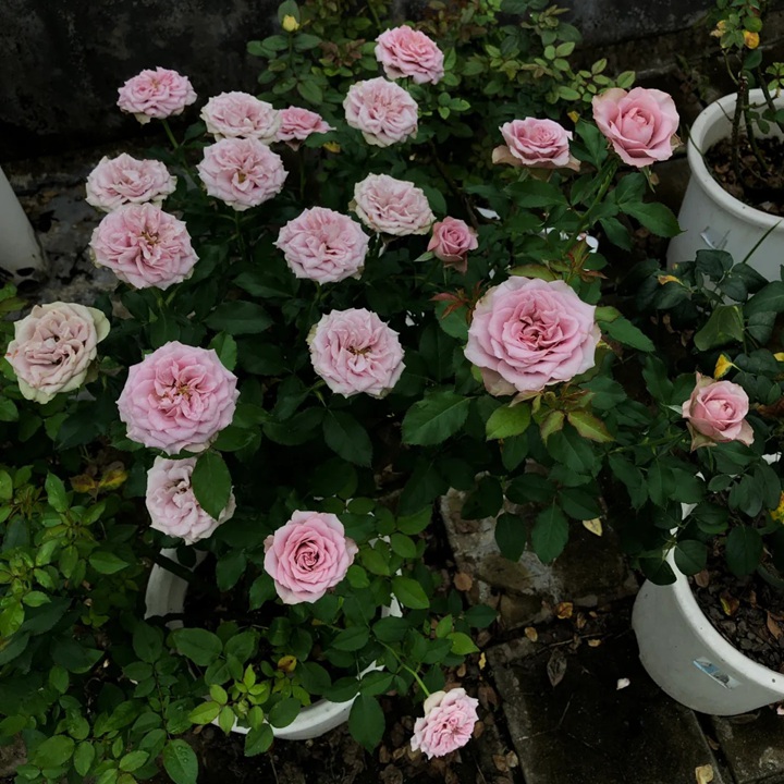 1728439387240819.jpg 蒙马特Montmartre