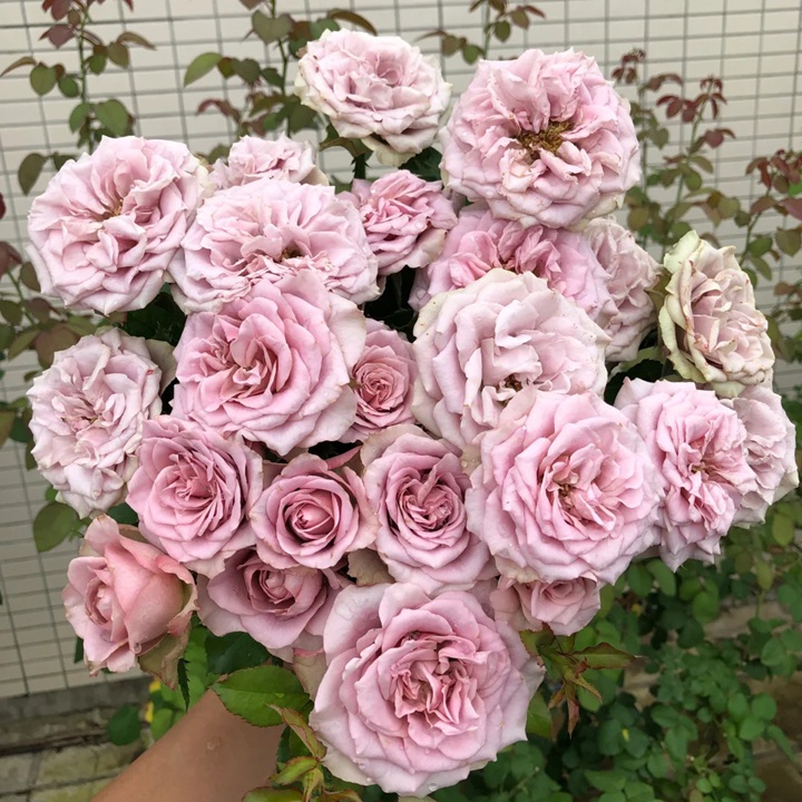 1728439387617360.jpg 蒙马特Montmartre