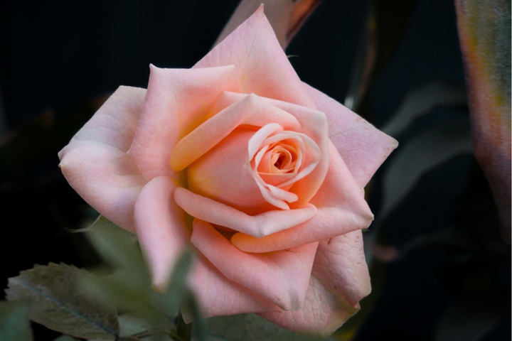 1728456835417146.jpg 可爱的心Lovely Hearts