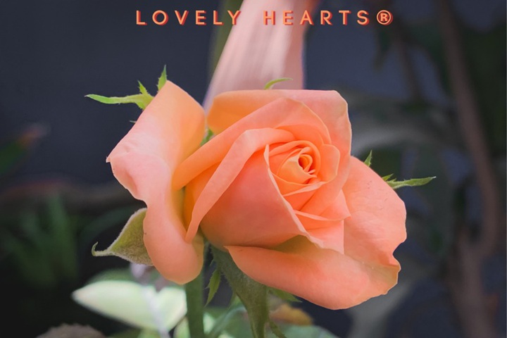 1728456835430571.jpg 可爱的心Lovely Hearts