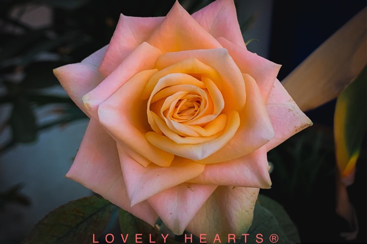 1728456835649986.jpg 可爱的心Lovely Hearts