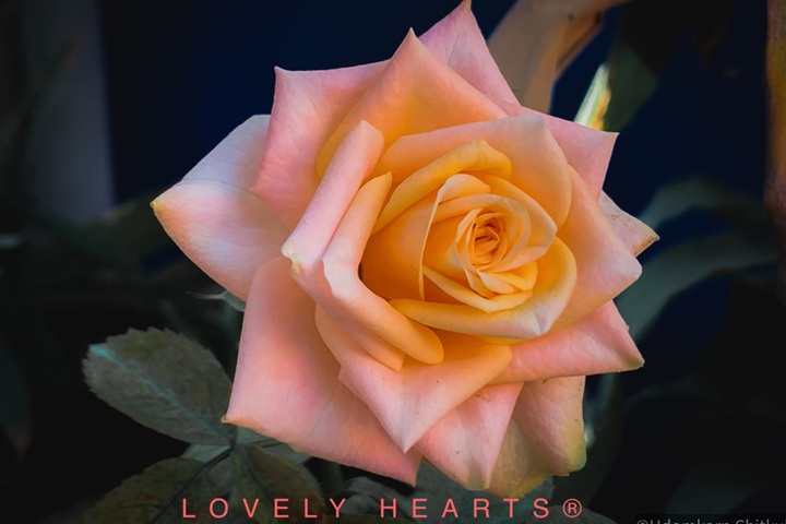1728456835871939.jpg 可爱的心Lovely Hearts
