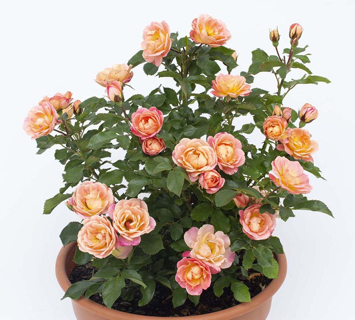 1728544479577766.jpg 光芒桃子Sunblaze Peach
