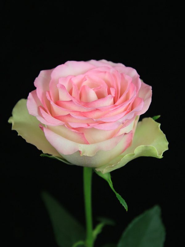 1728544860319853.jpg 粉红之旅Pink Journey