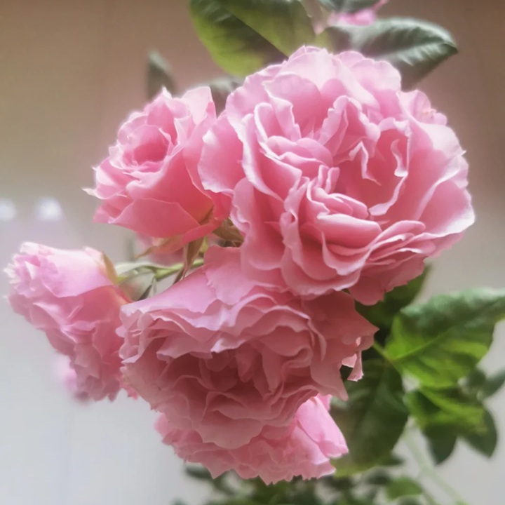 1728545857221155.jpg 樱花礼服Sakura Dress