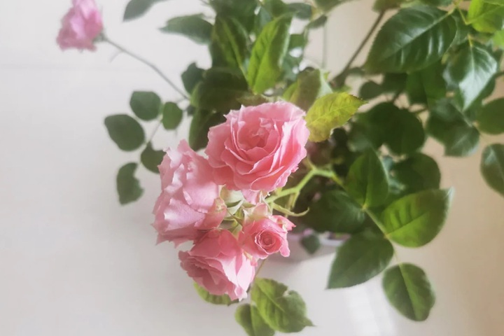 1728545857326997.jpg 樱花礼服Sakura Dress