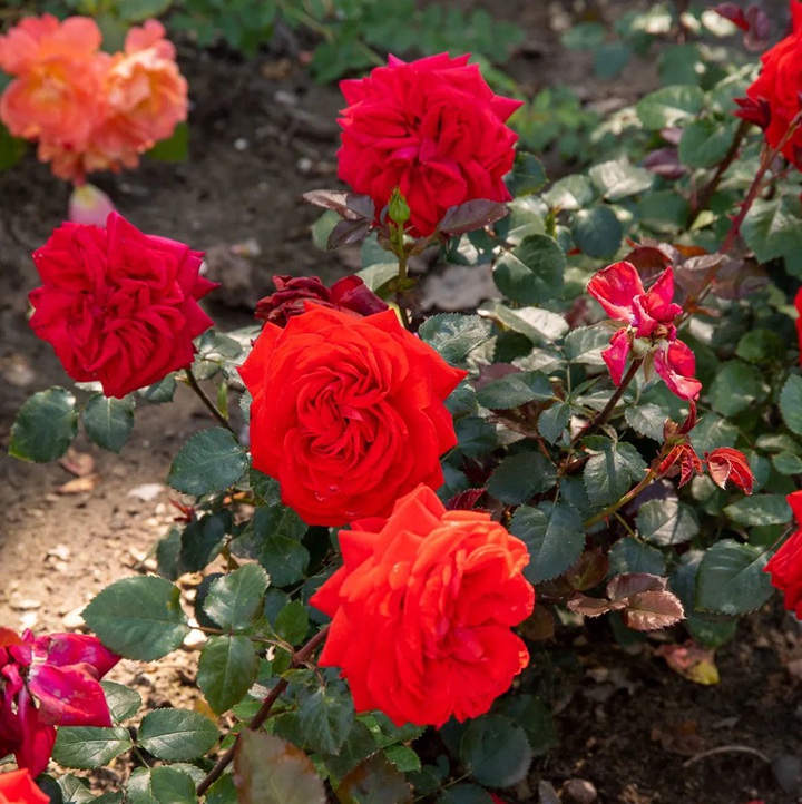 1728546908721125.jpg 萨利塔花环Salita Flower Circus