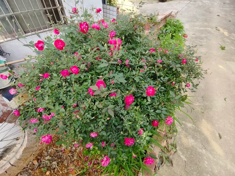 1728700321536326.jpg 赤龙含珠与软香红月季哪个好