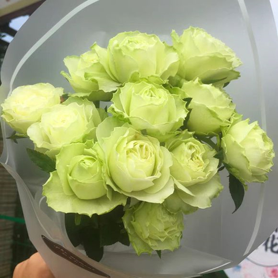1728959004954018.jpg 女士时装月季勤花吗