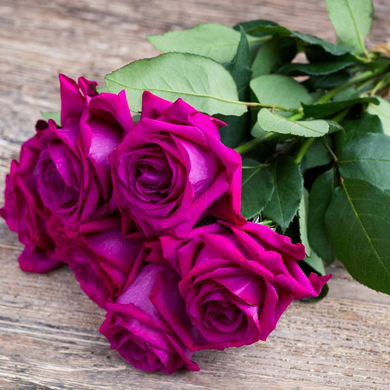 1728973874832106.jpg 美人丽芙和弗洛伊德月季花的区别