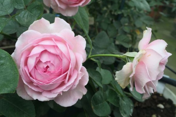 1729059028585284.jpg 伊芙光和伊芙四号有什么区别