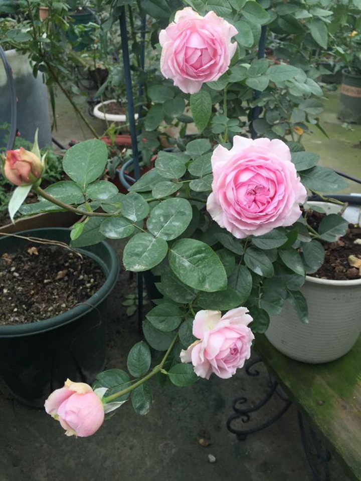 1729059458645259.jpg 伊芙四度芳香花苞容易打开吗