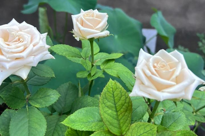 1729151724224344.jpg 曼塔月季夏花表现如何