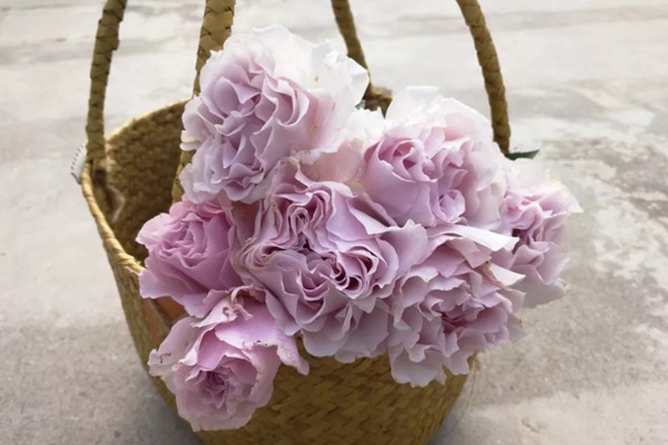 1729235223177412.jpg 月季清流和蜻蜓哪个更好