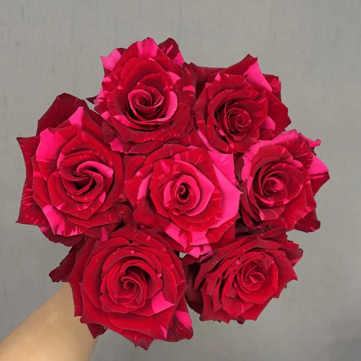 1729560222615501.jpg 红色豹子Red Phanter