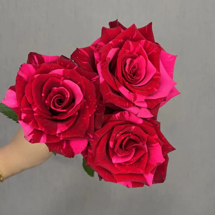 1729560222651131.jpg 红色豹子Red Phanter