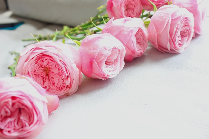 1729650830764455.jpg 曼斯菲尔德公园Mansfield Park