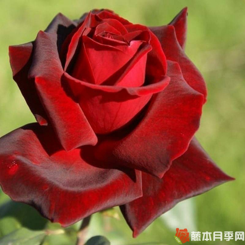 1729653254251841.jpg 玫昂爸爸月季能长多高