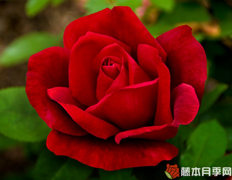 1729653451761803.jpg 玫昂爸爸和玫昂爸爸金禧的区别