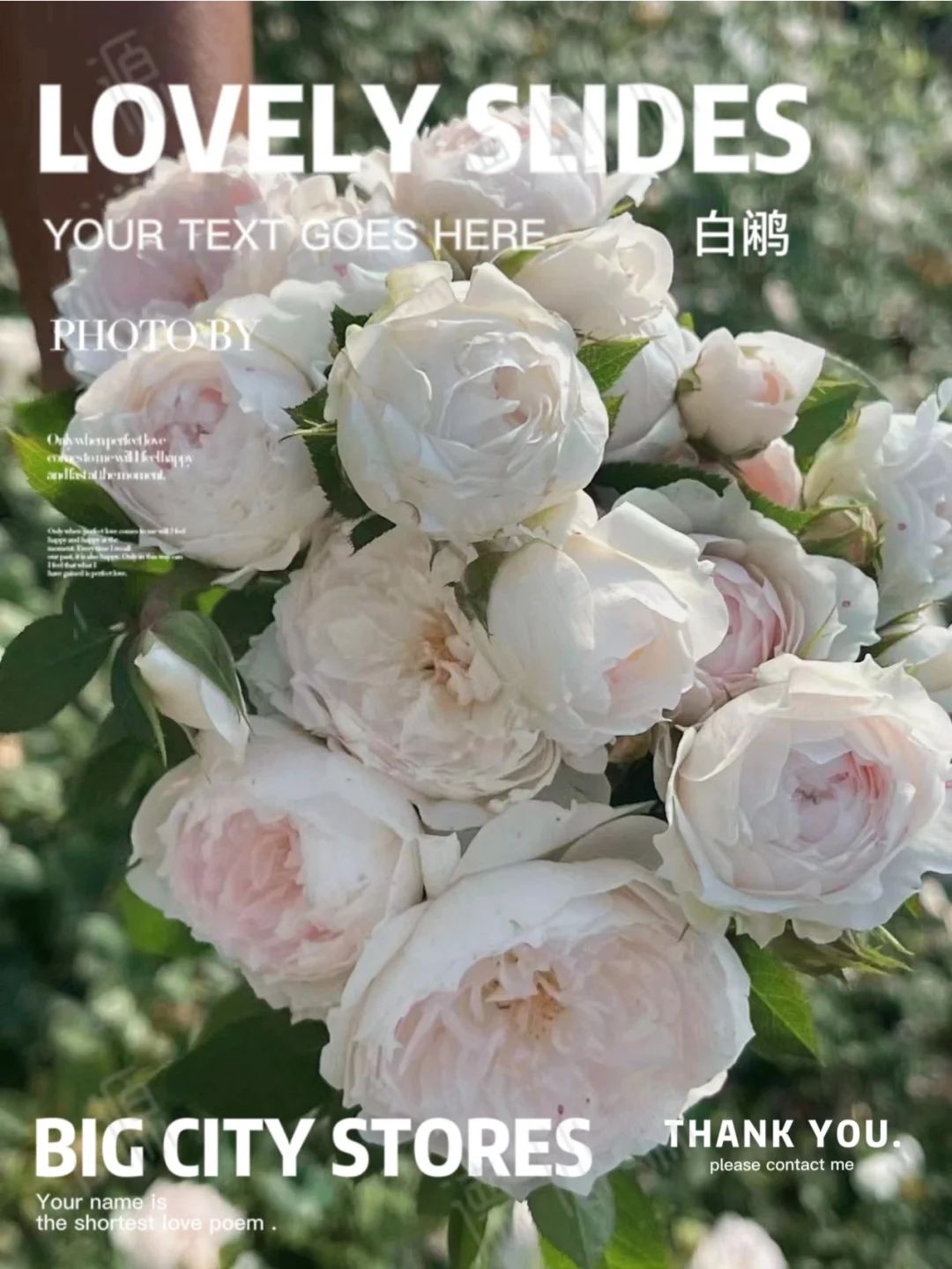 1729669776563679.jpg 白鹇