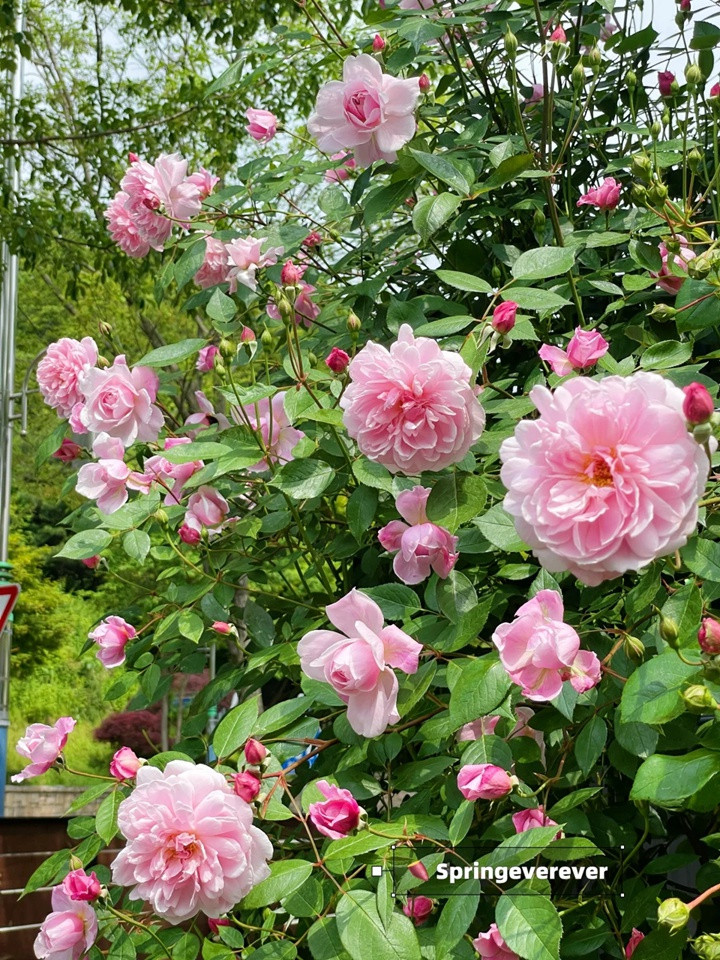 1729732835563350.jpg 玛丽·德拉尼