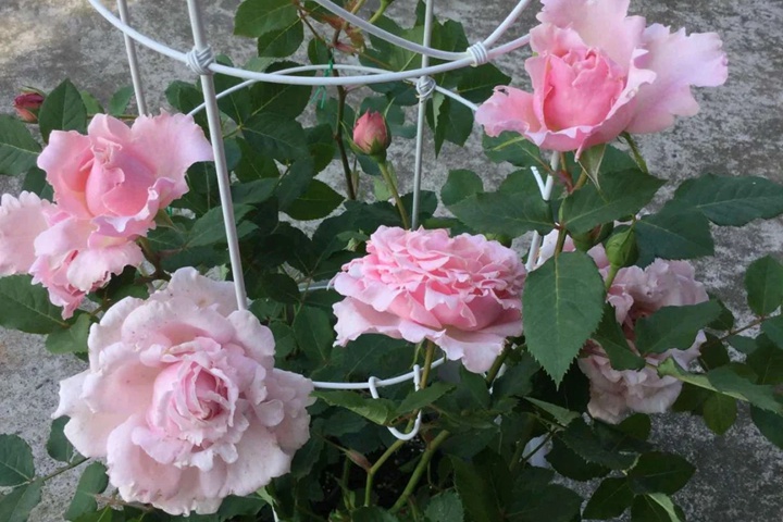 1729748391129528.jpg 索菲罗莎月季淘汰的原因
