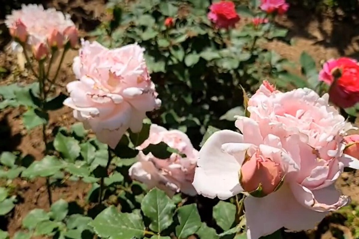 1729748391653067.jpg 索菲罗莎月季淘汰的原因
