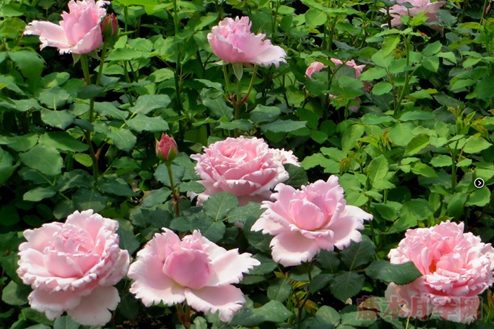 1729748480602846.jpg 索菲罗莎月季淘汰的原因